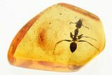 Detailed Fossil Ant (Gesomyrmex) In Baltic Amber #352752-1